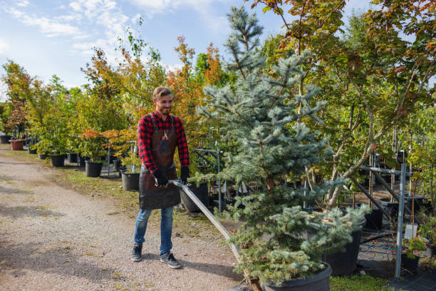 Best Tree Planting Services  in Warm Springs, CA